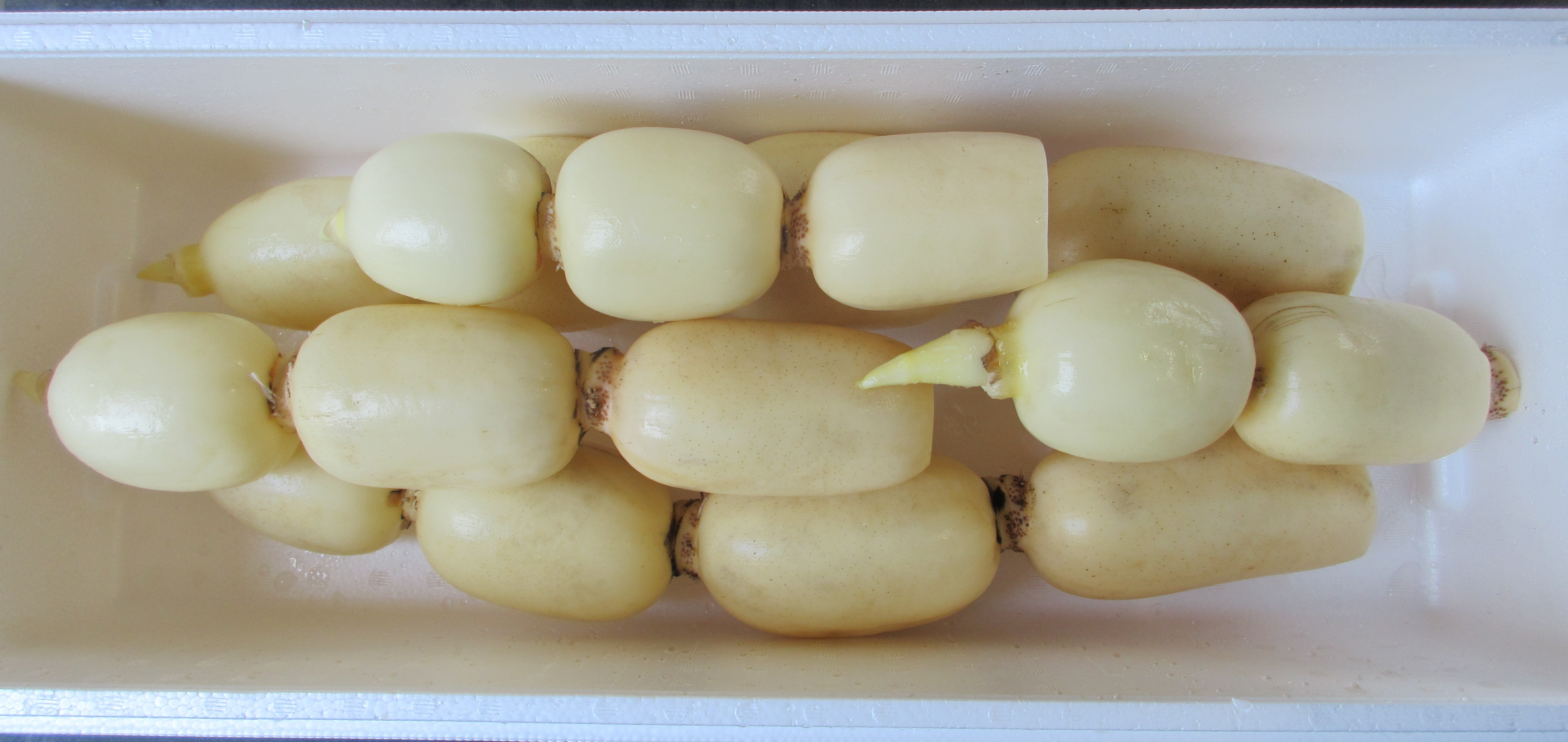 新ひかりれんこん（規格：AM4kg）※5～6本