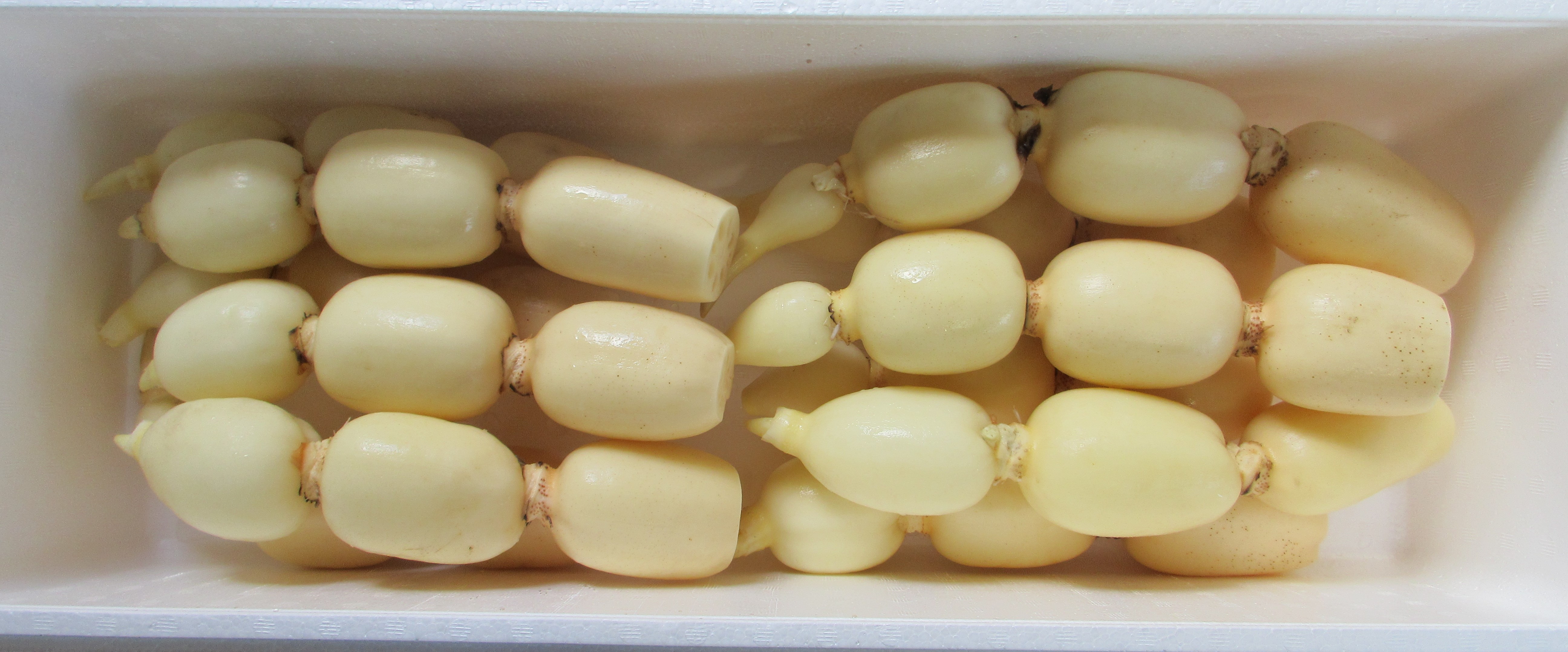 新ひかりれんこん（規格：AS4kg）※11 本～12本