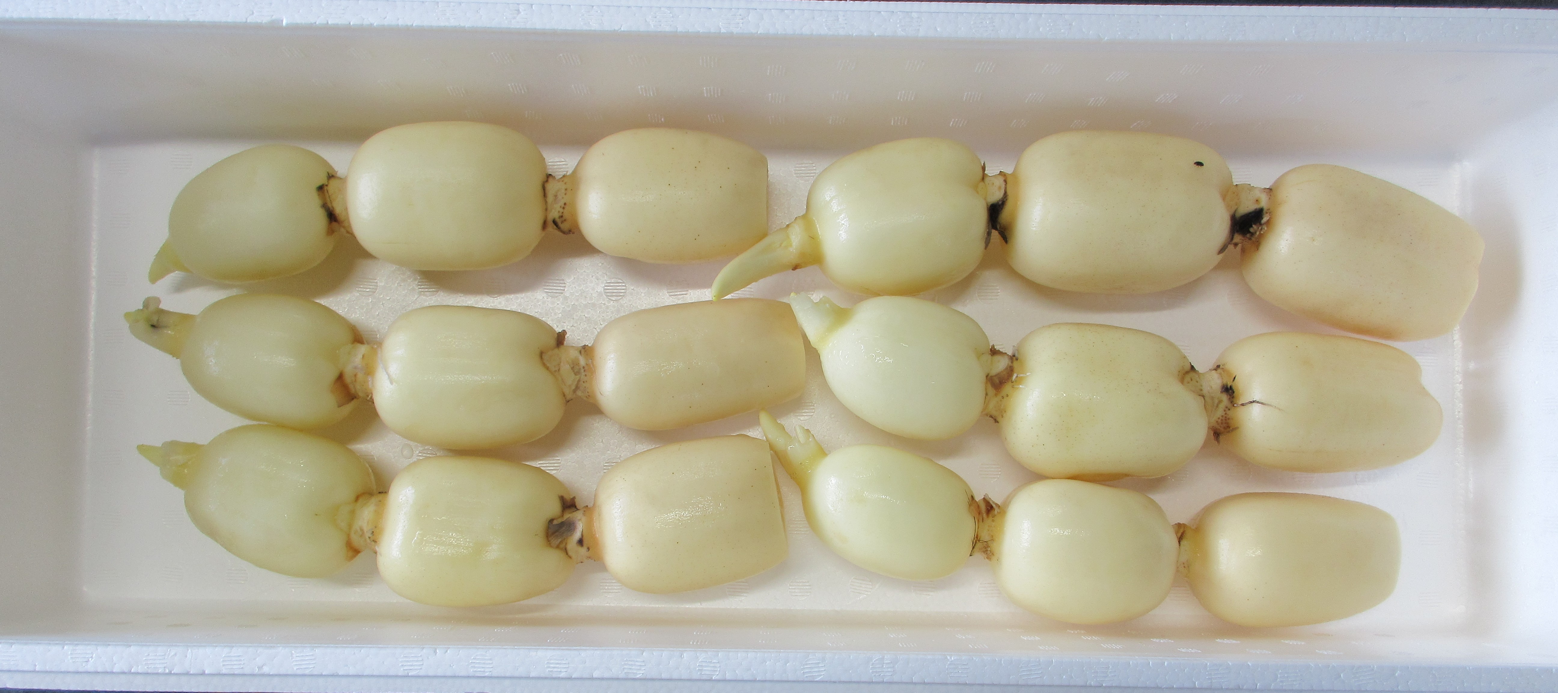 新ひかりれんこん（規格：AS2kg）※6本～７本