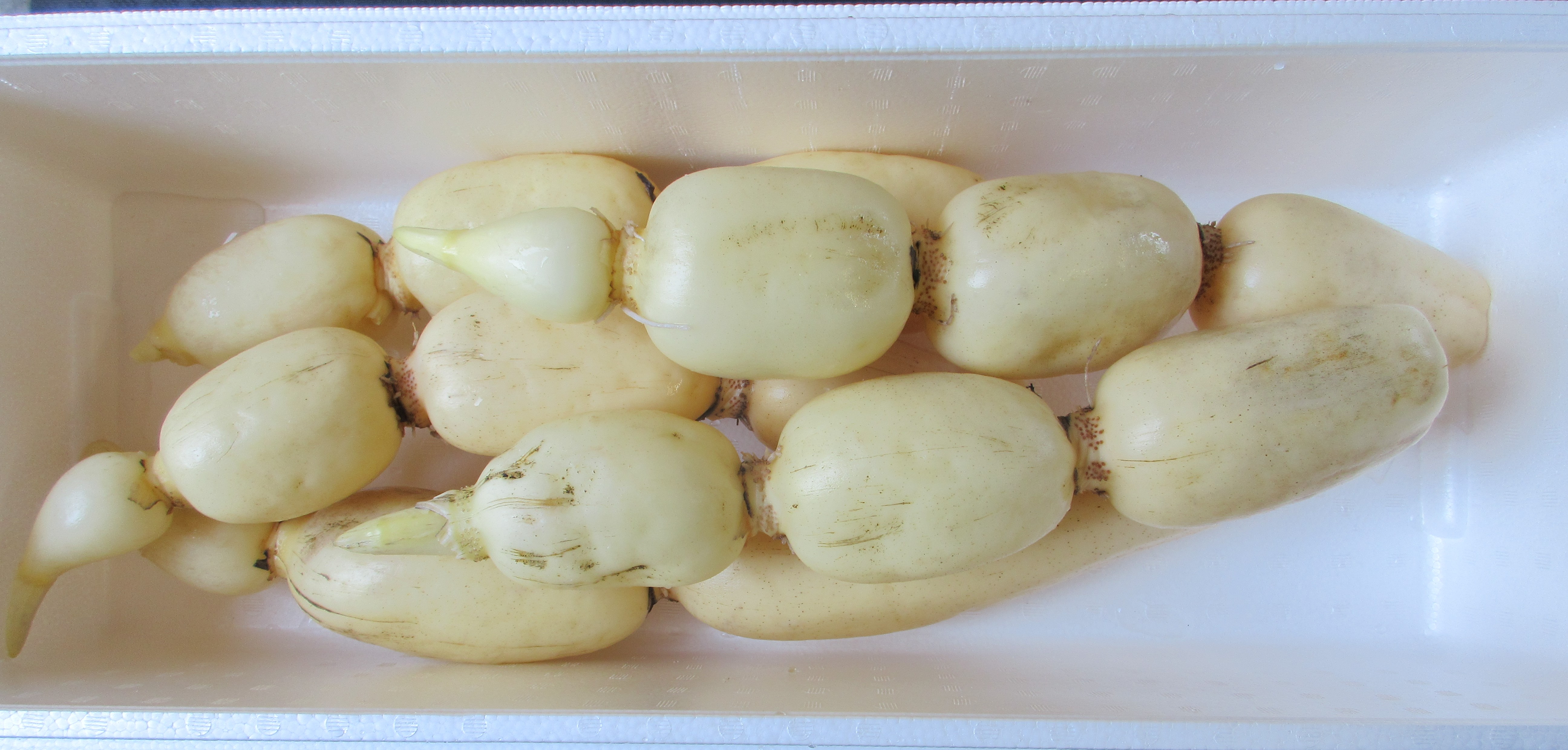 新ひかりれんこん訳あり（規格：4 kg）
