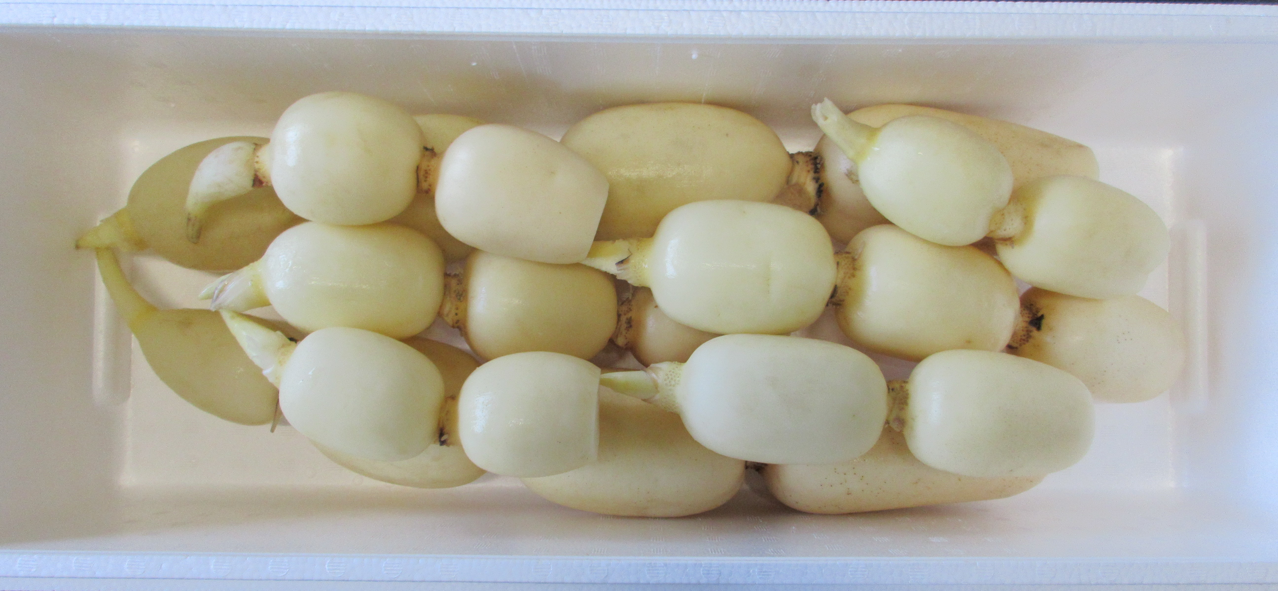 新ひかりれんこん大中小（規格：大中小サイズ4㎏）