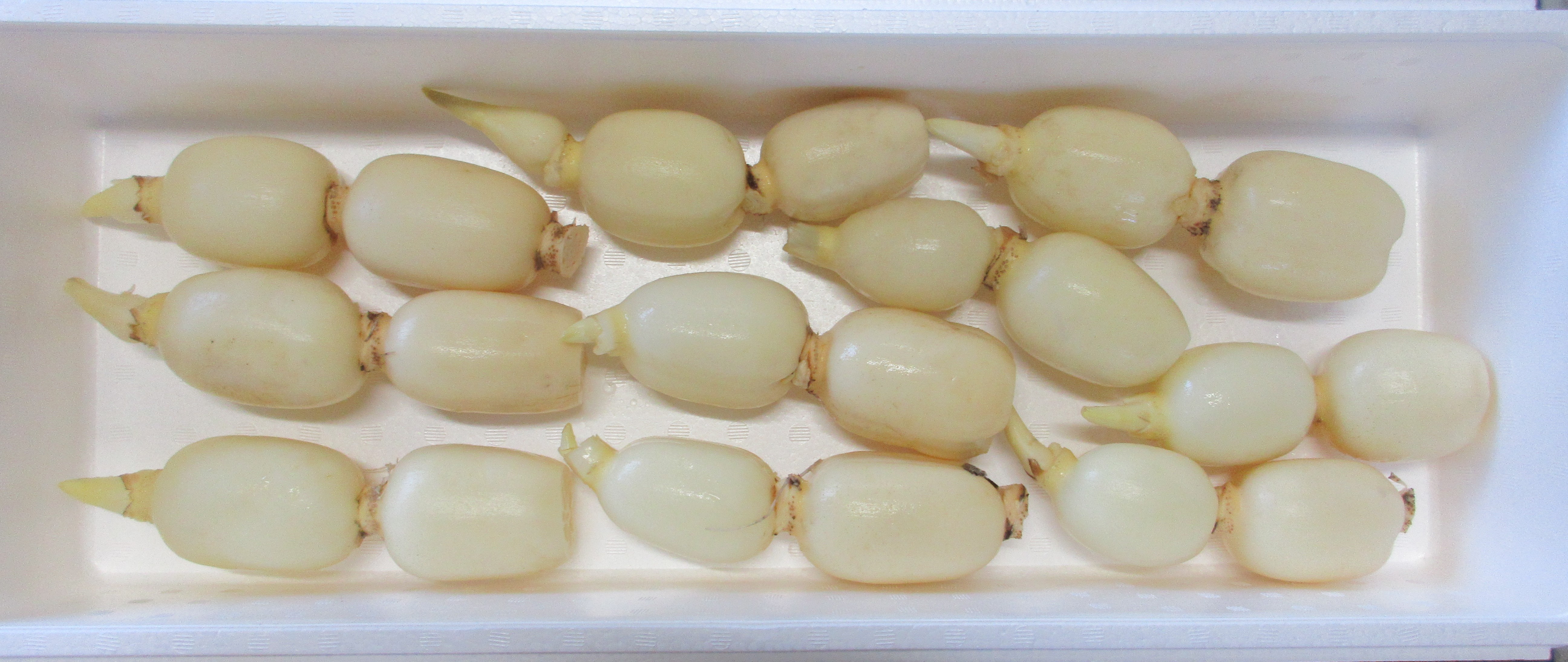新ひかりれんこん（規格：SS2Kg）※9本～11本
