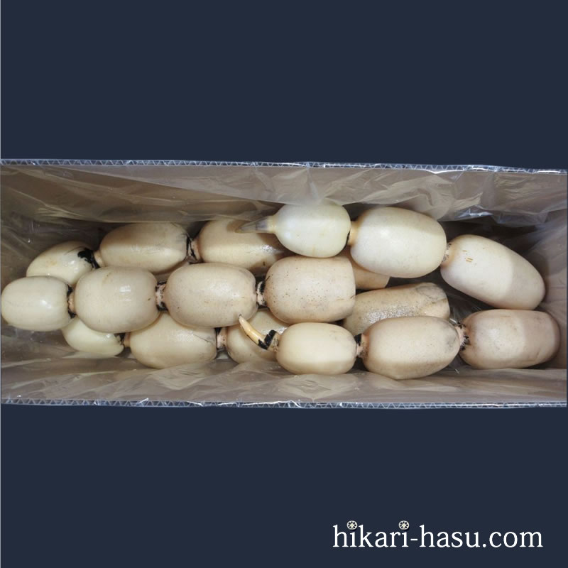 ひかりれんこん（規格：AM4kg）※4～5本