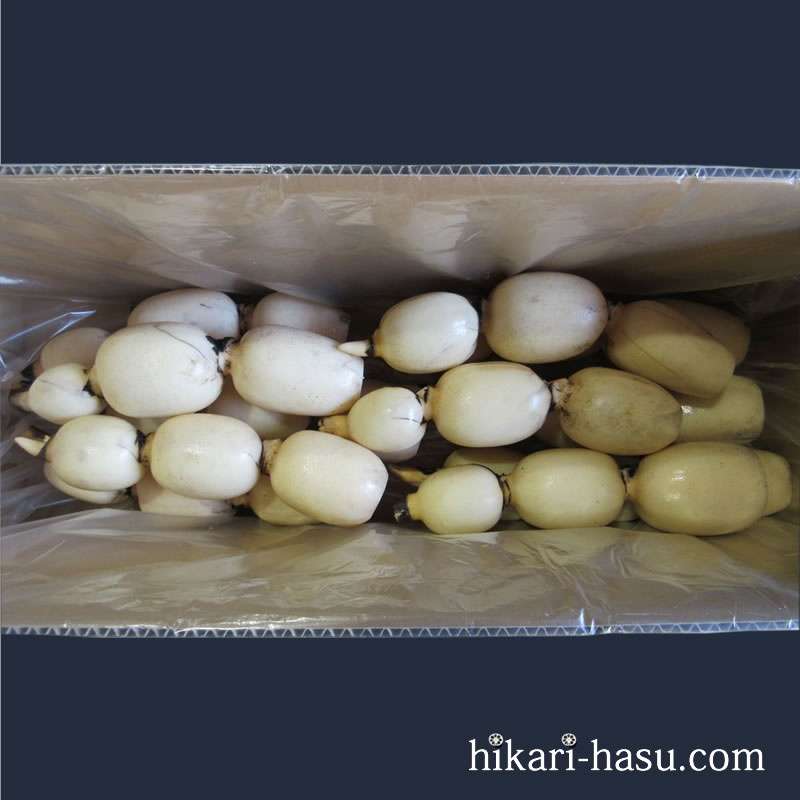 ひかりれんこん（規格：AS4kg）※11 本～12本