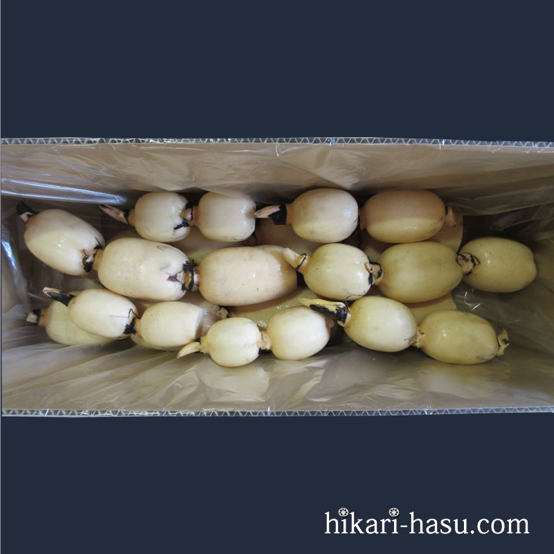 ひかりれんこん大中小（規格：4㎏）