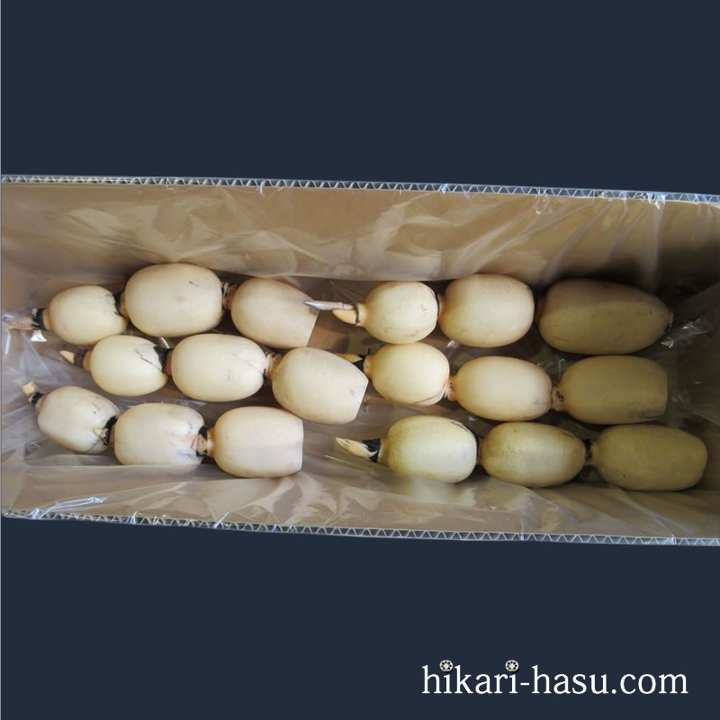 ひかりれんこん（規格：AS2kg）※6本～７本