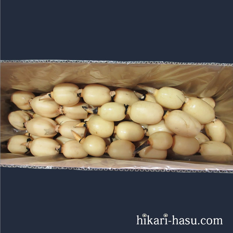 ひかりれんこん（規格：SS4kg）※18本～21本