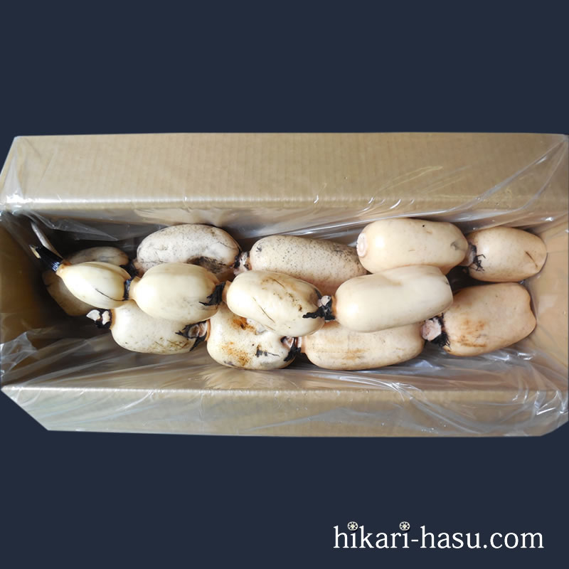 ひかりれんこん訳あり（規格：4 kg）