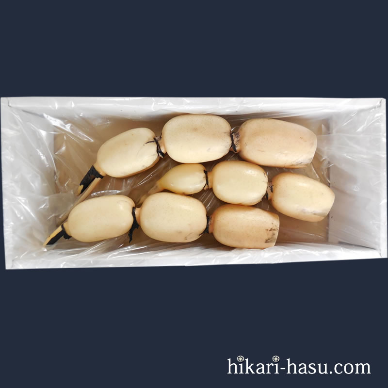 ひかりれんこんギフト（AM2㎏）※2本～3本