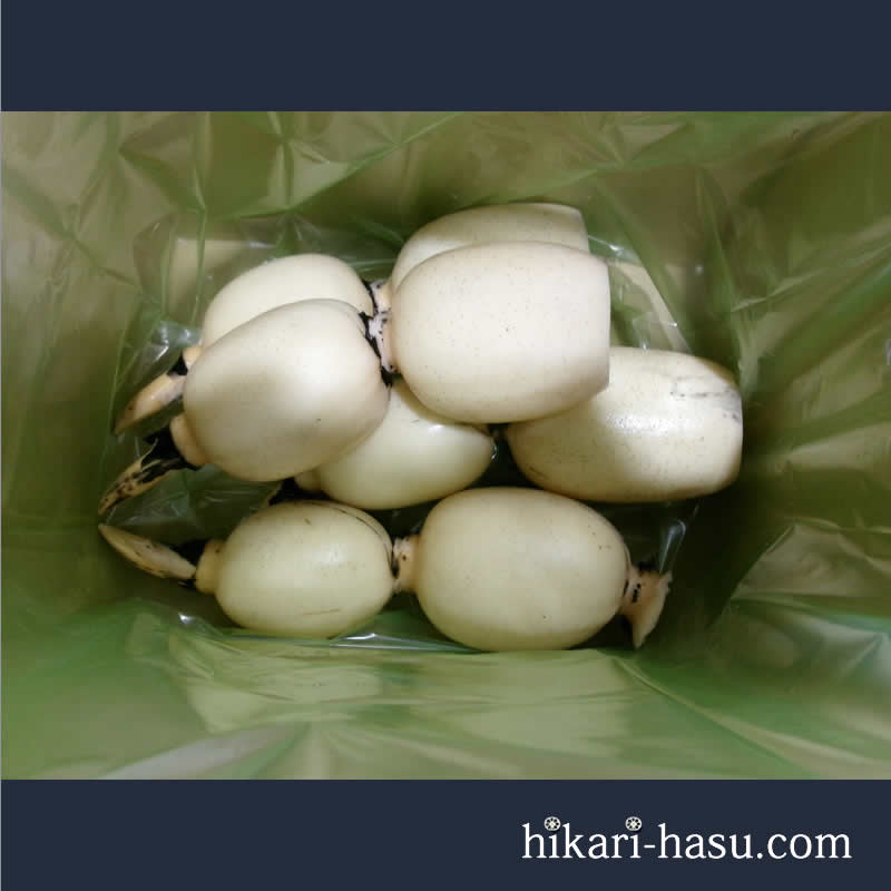 ひかりれんこんギフト、お土産用（小バス秀1㎏）※3本～4本